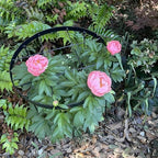 23.6" Peony Cages and Supports,Plant Support Ring for Hydrangea - Image 2