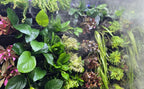 Swimming Creatures™ Live Aquarium Plants (10 Species Bundle) - Image 2