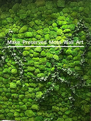 Preserved Pole Moss Pillow Bun Cushion Natural Green Decorative Real Natural Green DIY Kit Terrariu7r Table Decor Wedding (10.5 sq.ft., Green-B) - Image 3