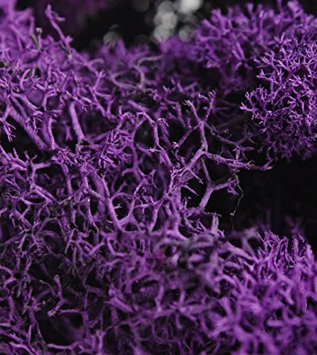 Super Moss (25145) Reindeer Moss Preserved, Purple, 3lbs - Image 3