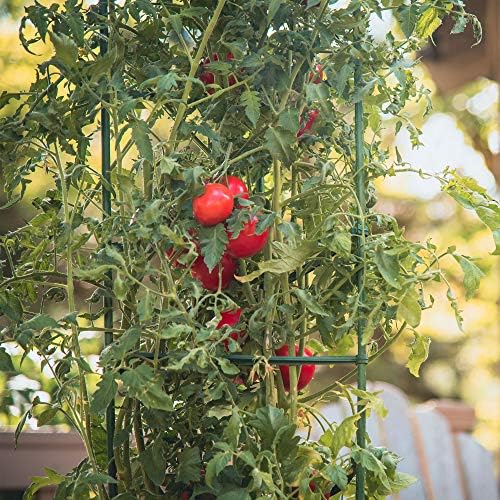 Gardener's Blue Ribbon 3-Pack Ultomato Tomato Plant Cage, Black, Model Number: TMC3PACK - Image 5