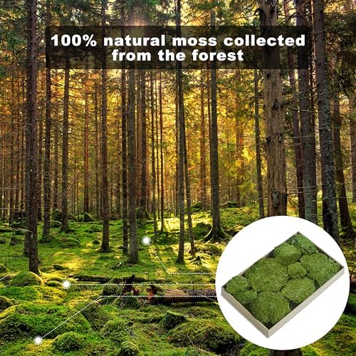 TurelinnG Preserved Moss Decor - Real Forest Moss, Moss for Crafts, Flexible for DIY Crafts, Home, Wall, Terrarium, Art Projects(Natural Green 2 sq.ft) - Image 3