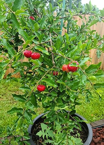 Gardenera Barbados Cherry Plant Potting Mix - Elevate Your Harvesting Experience with a Premium Blend for Flavorful Fruits - 20 Quart - Image 2