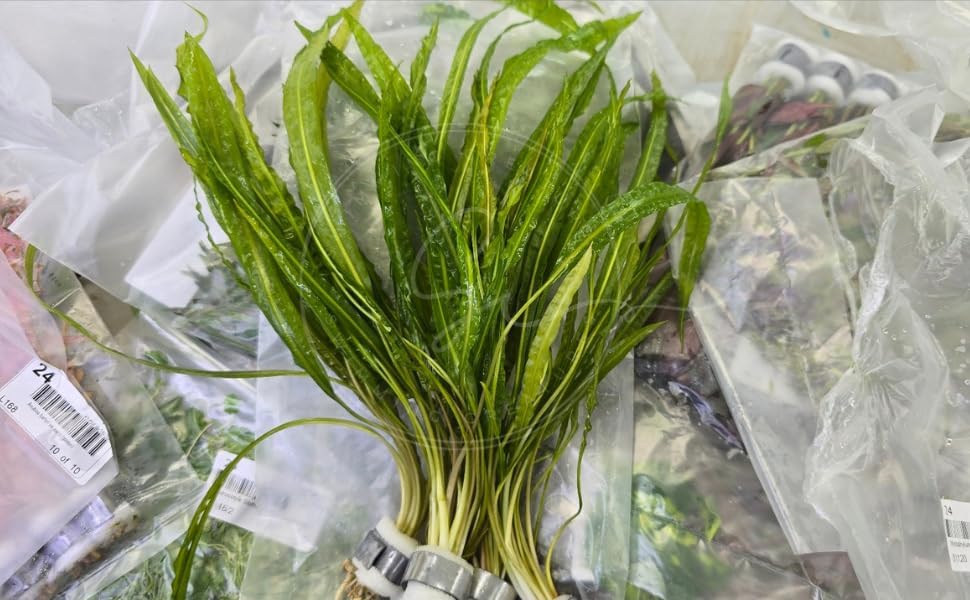 Swimming Creatures™ Live Aquarium Plants (10 Species Bundle) - Image 7