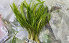 Swimming Creatures™ Live Aquarium Plants (10 Species Bundle) - Image 7