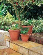 Bloem AP1025 10" Honey Ariana Planter - Image 2