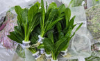 Swimming Creatures™ Live Aquarium Plants (10 Species Bundle) - Image 4