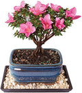 Brussel's Bonsai - Small Satsuki Azalea Live Bonsai Tree, Potted Outdoor Plant by BrusselsBonsai