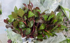 Swimming Creatures™ Live Aquarium Plants (10 Species Bundle) - Image 3