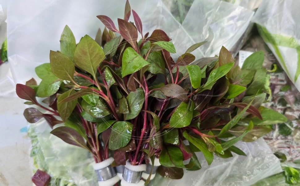 Swimming Creatures™ Live Aquarium Plants (10 Species Bundle) - Image 3