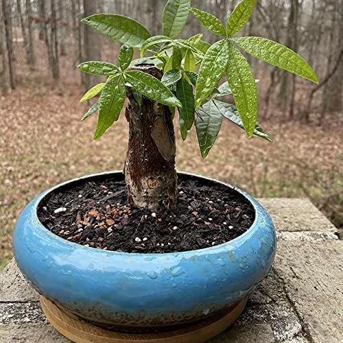ARTKETTY Succulent Pots - 2 PCS Ceramic Bonsai Pots with Drainage Tray, 7.3 Inch Large Plant Pots Shallow Succulent Planters for Indoor Plants Decorative Cactus Flower Planter Bowl - Image 4