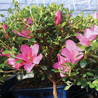 Brussel's Bonsai - Medium Satsuki Azalea Live Bonsai Tree - Image 4