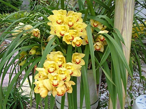 Nutricote. Timed Release Fertilizer. 18-6-8 180 Day. 10 Pounds. Orchids, Plants - Image 4