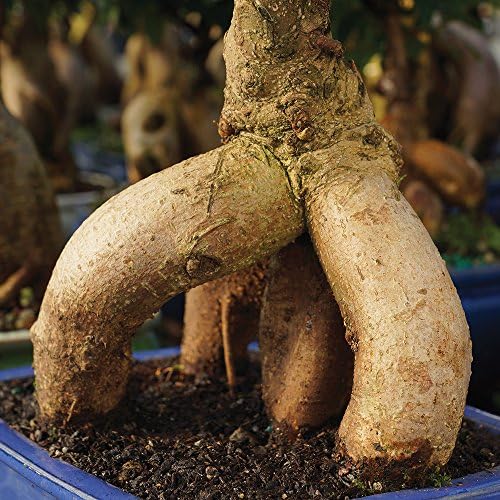 Brussel's Bonsai - Medium Ficus Live Bonsai Tree, Potted Indoor Plant - Image 5