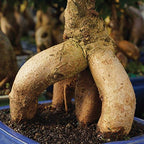 Brussel's Bonsai - Medium Ficus Live Bonsai Tree, Potted Indoor Plant - Image 5