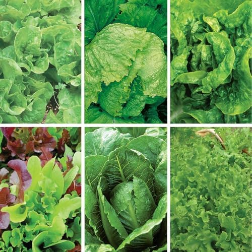 Jiffy Plant Germination Kit - Seedling Starter Trays with Seeds - 36 Cell 2 Pack - Plastic - Image 4