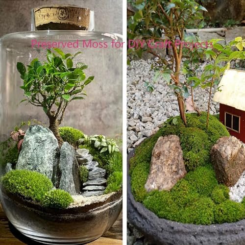 FAICOIA Preserved Moss Bulk Green Natural Preserved Pole Moss Pillow for Potted Plants 2.5 sq.ft Green Moss Balls for Bowls Wall Art Terrariums Crafts Fairy Gardens Easter Table Decor - Image 5