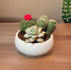 Concrete Succulent Pot Bowl, Modern Decor, Gift, Wedding/Shower Favor, Candle Vessel, 6 in (Charcoal, with Drainage Hole) (Teal, with Drainage Hole) - Image 4