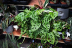 Gardenera Premium Swiss Cheese Plant Potting Mix - Monstera Deliciosa Blend for Optimal Nutrients and Drainage for Healthy Growth - 5 Quart - Image 6