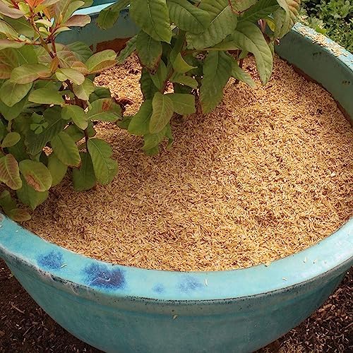 Boost Your Garden's Sustainability with Gardenera Horticultural Grade Rice Hulls - Enhance Soil Structure and Microbial Activity - 4 QUARTS - Image 3