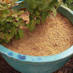 Boost Your Garden's Sustainability with Gardenera Horticultural Grade Rice Hulls - Enhance Soil Structure and Microbial Activity - 4 QUARTS - Image 3
