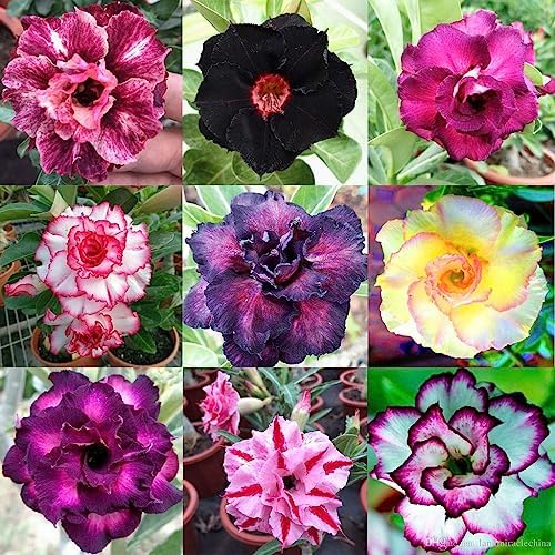 Premium Desert Rose Potting Soil by Gardenera - Unlock The Beauty of Your Adenium Plants - 5 QUARTS - Image 3