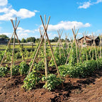 Natural Bamboo Plant Stake (Approx 8ft 10pcs 1") Sturdy Bamboo Poles, Durable Plant Bamboo Stake, Garden Climbing Plant Bracket. - Image 3