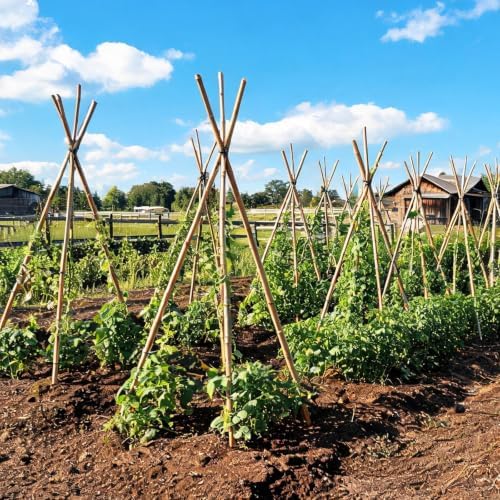 Natural Bamboo Plant Stake (Approx 8ft 10pcs 1") Sturdy Bamboo Poles, Durable Plant Bamboo Stake, Garden Climbing Plant Bracket. - Image 3