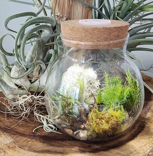 Create Your Serene Moss Sanctuary with The Unique Gardener Moss Bowl Terrarium Kit with LED Light - Complete Terrarium Supplies, Indoor Plants for Stress Relief & Air Purification! - Image 6