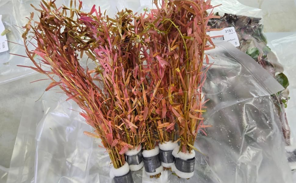 Swimming Creatures™ Live Aquarium Plants (10 Species Bundle) - Image 6