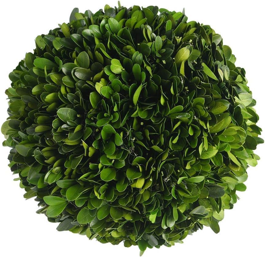 Decorative Boxwood Balls for Bowls and Decorative Balls for Centerpiece Bowl Fillers Vase Fillers Home, Kitchen, Living Room Decor (6 inch) by BOXWOODWORLD