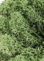 SuperMoss (21792) Reindeer Moss – Soft Preserved Moss for Home Decor, Crafts, Terrariums, Floral Design, and Wedding Decorations, 2,588 cu in, Green - Image 4