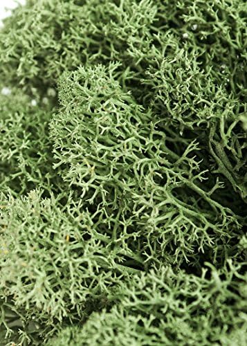 SuperMoss (21792) Reindeer Moss – Soft Preserved Moss for Home Decor, Crafts, Terrariums, Floral Design, and Wedding Decorations, 2,588 cu in, Green - Image 4
