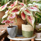 Gardenera Caladium Potting Mix - Unlock Robust Growth and Striking Leaf Color with Our High-Performance Formula - 20 Quart - Image 2