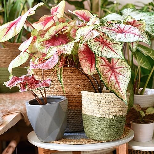Gardenera Caladium Potting Mix - Unlock Robust Growth and Striking Leaf Color with Our High-Performance Formula - 20 Quart - Image 2