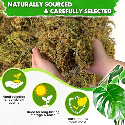 DUSPRO 5 LBS Real Dried Forest Moss for Potted Plants, Plant Propagation - Image 2