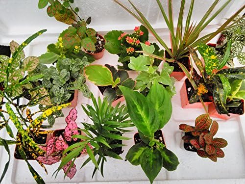 Terrarium & Fairy Garden Plants - 5 Plants in 2.5 (Is Approximately 4 to 6 Inches Height of the Plant) - Image 2