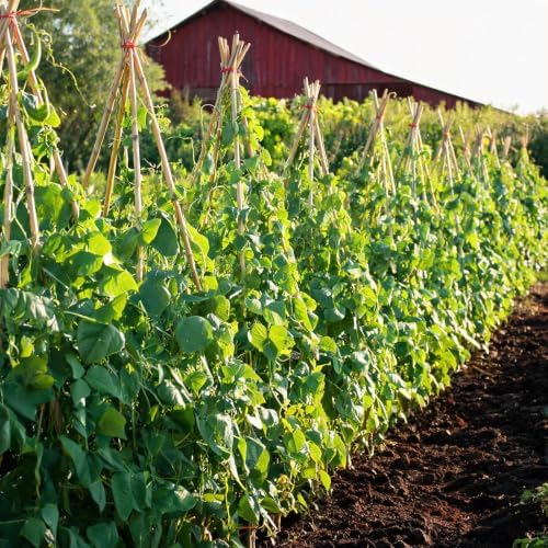 Natural Bamboo Plant Stake（Approx 5FT 50Pcs） Sturdy Bamboo Poles, Durable Plant Bamboo Stake, Garden Climbing Plant Bracket. - Image 6