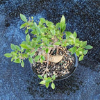 Brussel's Bonsai - Medium Ficus Live Bonsai Tree, Potted Indoor Plant - Image 6