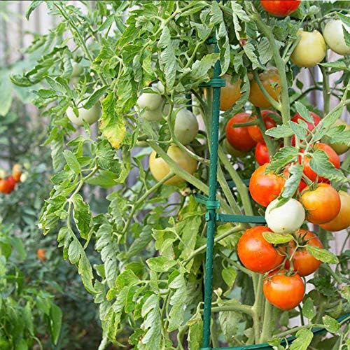 Growsun 6ft 50 Pack Tomato Stakes Plant Stake Supports Garden Fences Trellis Metal Plastic Coated Plant Cage Supports Climbing - Image 6
