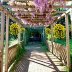 INQCMY Fake Hanging Flowers with Basket Artificial Violet for Outdoor Porch - Image 4