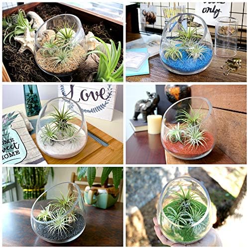 5 Inch Thick Slanted Glass Bowl Terrarium DIY Kit with Beach Sand and 3 Live Tillandsia Ionantha Air Plants - Indoor House Plants for Home and Office Decor - Image 3