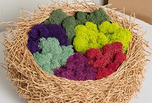 SuperMoss (25139) Reindeer Moss – Soft Preserved Moss for Home Decor, Crafts, Terrariums, Floral Design, and Wedding Decorations, 2,588 cu in, Fuchsia - Image 2