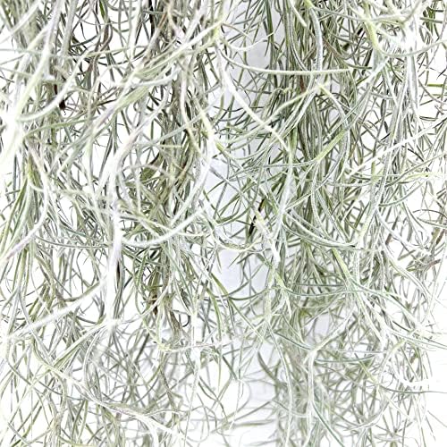 ragnaroc Tillandsia Usneoides ‘Thick-Colombian Spanish Moss’ - ragnaroc Indoor Tropical Plant 16” / 6 oz - Live Arrival Guaranteed - Live Air Plant & House Plants for Home Decor & Gift - Image 5