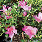 Brussel's Bonsai - Medium Satsuki Azalea Live Bonsai Tree - Image 3