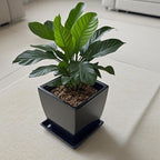 Square Ceramic Plant Saucer Tray 2 Pcs 8 9 10 Inch Black, 9.3" OD x8.3 ID x1.3 Deep, Sturdy Heavy Duty Glazed Planter Drip Flower pots with Catch Basin for Indoor Outdoor Plants(10" Black) - Image 4