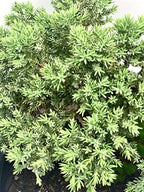 Live Dwarf Juniper Bonsai Tree 12+ Years Old with Bamboo mat| Juniper or Jade Bonsai Tree | Indoor/Outdoor | 100% Handcrafted| Home and Office Décor | Best Gift for Holiday (style3) - Image 4