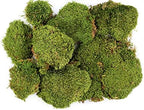 SuperMoss (21537) Mood Moss – Natural Moss for Home Decor, Terrariums, Floral Arrangements, and Craft Projects, 1,564 cu in, Dried - Image 4
