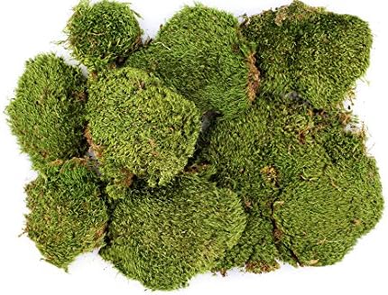 SuperMoss (21537) Mood Moss – Natural Moss for Home Decor, Terrariums, Floral Arrangements, and Craft Projects, 1,564 cu in, Dried - Image 4
