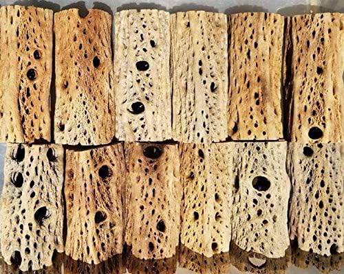 3-48 Inch All Natural Teddy Bear Cholla Wood Extra Hollow Large Untreated Organic Aquarium Driftwood Decoration Chew Toy Shrimp Crab Pleco Cichlid Nano Tank Birds 1 or 5 Pieces (1 Piece, 48 inch) by BioactiveFX